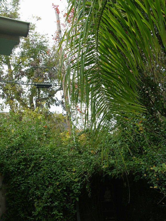 Leann Mueller 941 Cortlandt backyard alley (12)