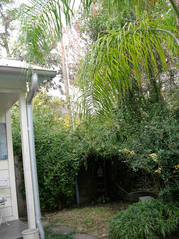 Leann Mueller 941 Cortlandt backyard alley (9)