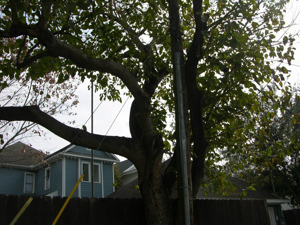 Shauna See 945 Cortlandt backyard and alley (12)