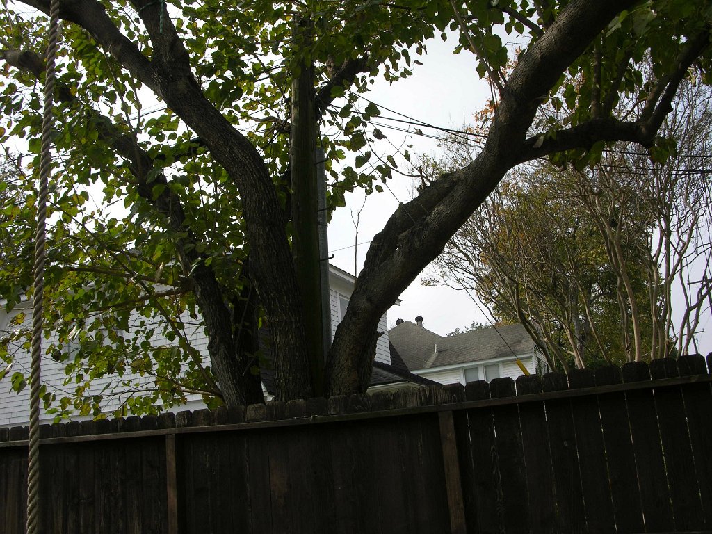 Shauna See 945 Cortlandt backyard and alley (4)