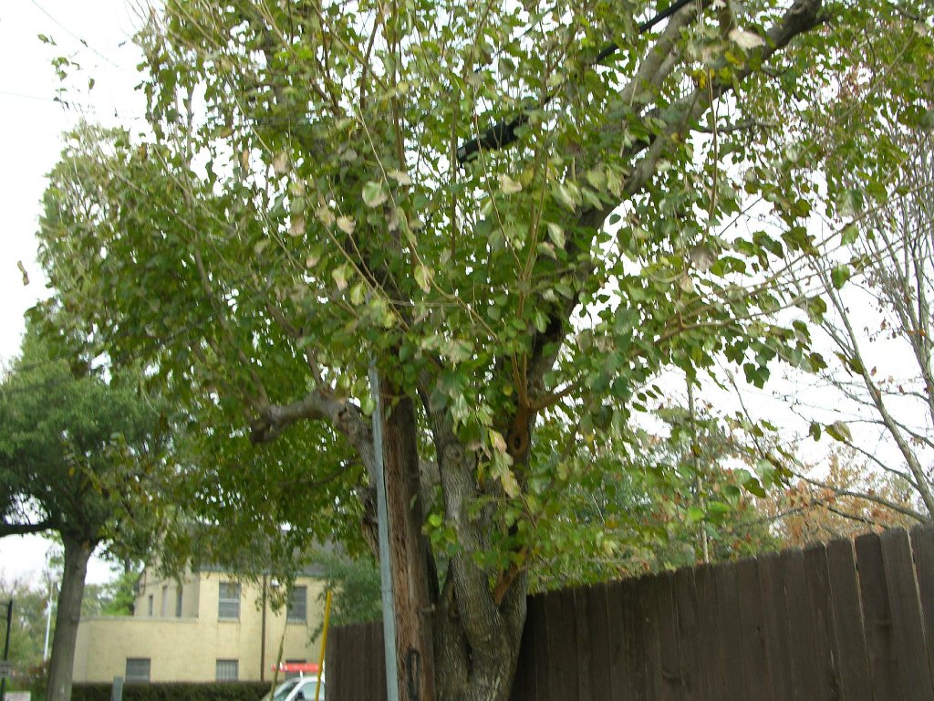 Shauna See 945 Cortlandt backyard and alley (8)